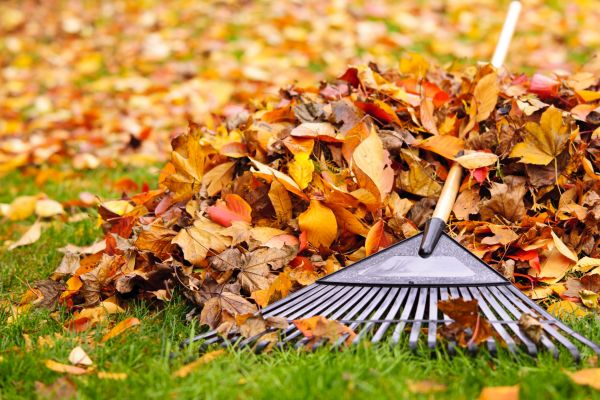 Leaf Raking